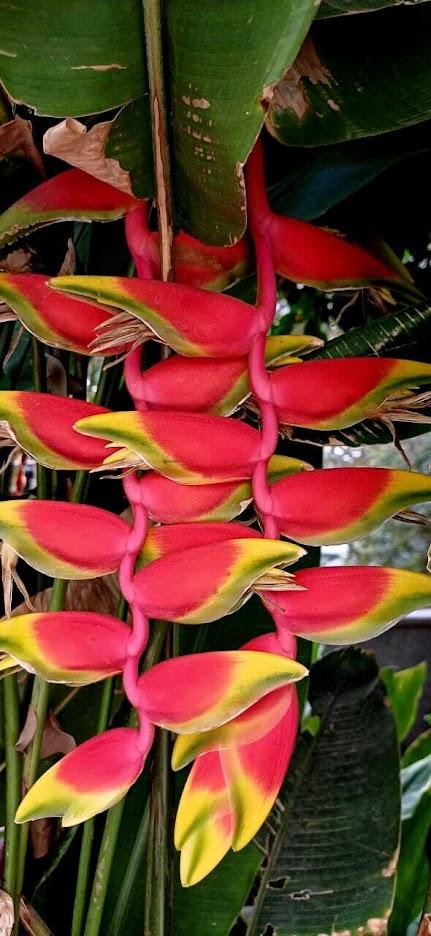 flower -  Bird of Paradise !