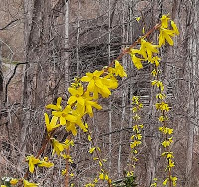 Rainy, With a Chance of Forsythia