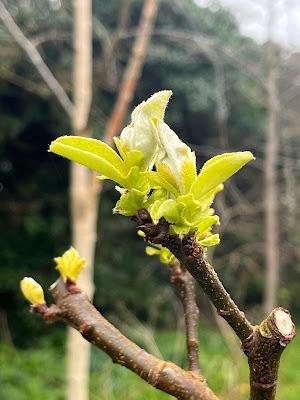 Tree following March 2024 - Hope