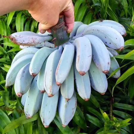 Check Out Different Colors Of Bananas You Might Never Seen Before