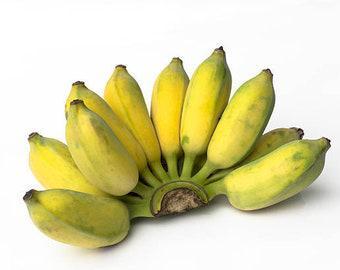 Check Out Different Colors Of Bananas You Might Never Seen Before