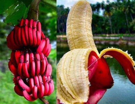 Check Out Different Colors Of Bananas You Might Never Seen Before