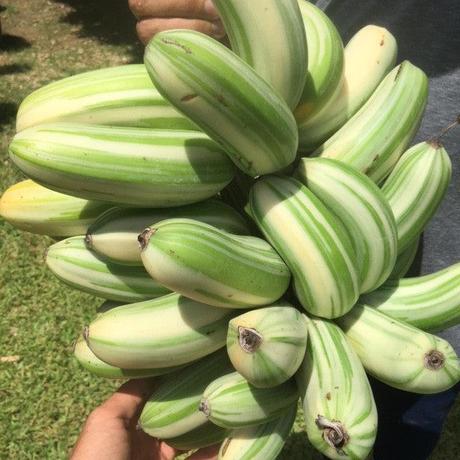 Check Out Different Colors Of Bananas You Might Never Seen Before