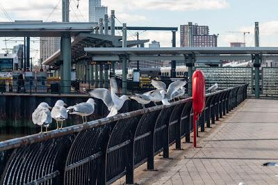 Synthesis, Antithesis, Birds