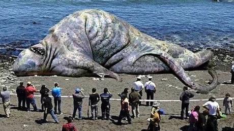 Check Out The Biggest Animal In The world Whose Weight Is Same As 33 Elephants Put Together (Photos)