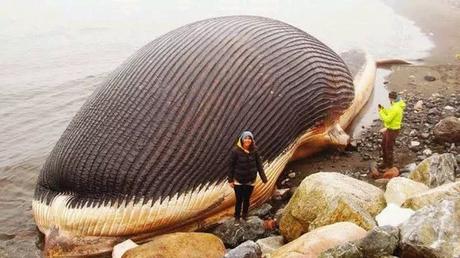 Check Out The Biggest Animal In The world Whose Weight Is Same As 33 Elephants Put Together (Photos)