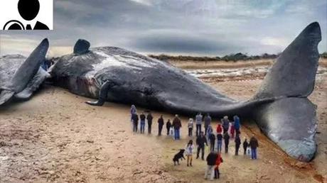 Check Out The Biggest Animal In The world Whose Weight Is Same As 33 Elephants Put Together (Photos)