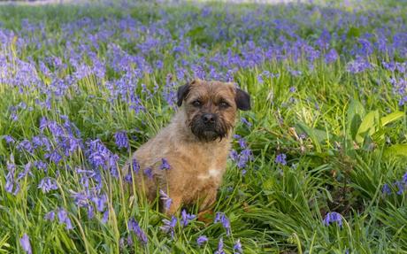 Where you can see bluebells this spring