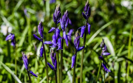 Where you can see bluebells this spring