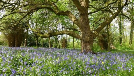 Where you can see bluebells this spring
