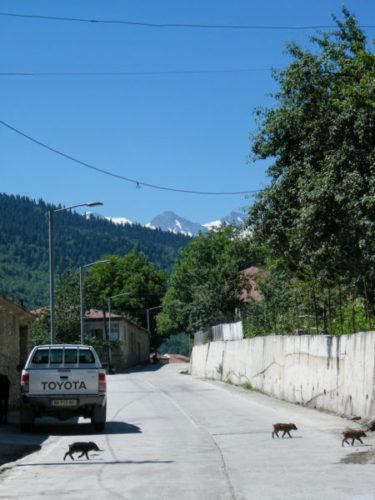 Piglets-on-road-in-svaneti