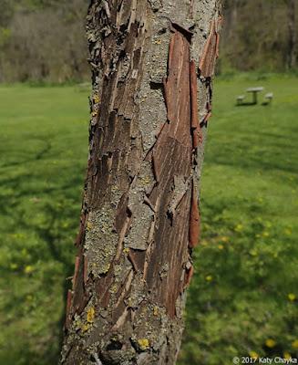 South Dakota Tree-Following—Prairie Crabapple