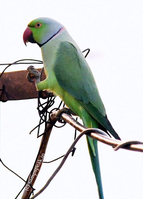 Parrot's Good morning Parrot's Good morning