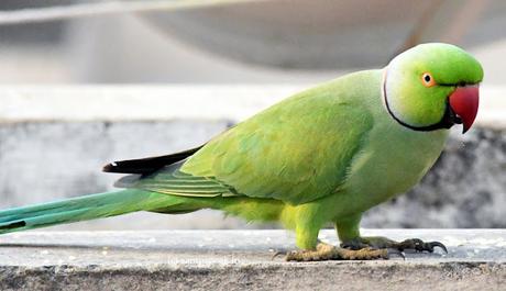 Parrot's Good morning Parrot's Good morning