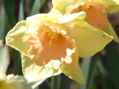 Daffodil Dizzy