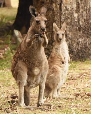MEETING CELEBRITIES IN AUSTRALIA – KANGAROOS AND KOALAS, Guest Post by Caroline Hatton at The Intrepid Tourist