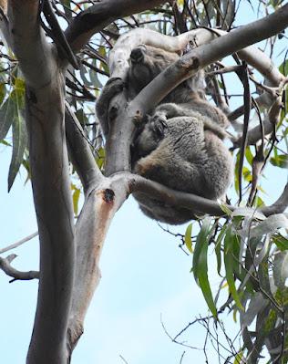 MEETING CELEBRITIES IN AUSTRALIA – KANGAROOS AND KOALAS, Guest Post by Caroline Hatton at The Intrepid Tourist