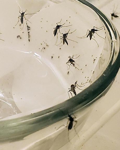 Female mosquitoes depend on each other to choose the best breeding grounds – and with the arrival of spring, they are already on the hunt