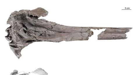 Ancient giant dolphin discovered in the Amazon