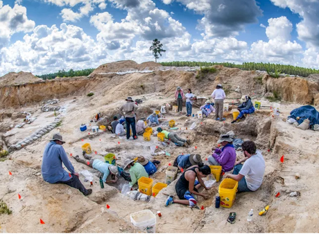 Excavations are underway at the Montbrook fossil site in Florida.  Florida Museum/Jeff Gage