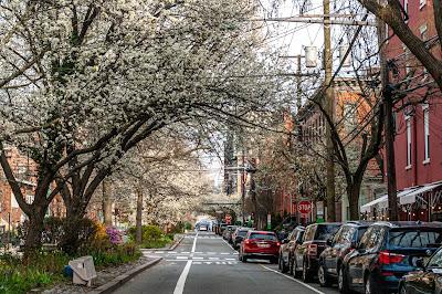 Hoboken blossoms