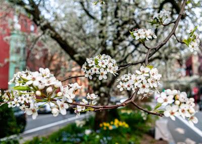 Hoboken blossoms