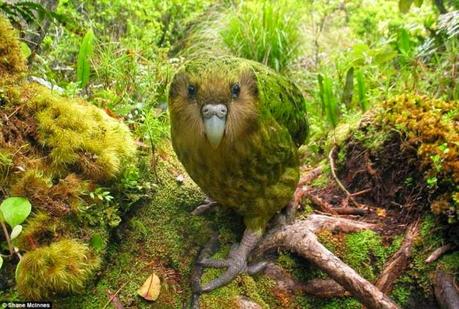 Kakapo ! ~ the rare flightless bird of New Zealand