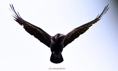 Crow flying ! and the timing of it !! : கூகையைக் காக்கை இகல்வெல்லும்