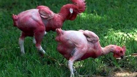 Checkout The GMO Chicken Being Reared By Israeli Farmers (Photos)