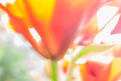 Flowers, long exposure & blurred