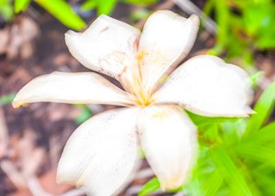 Flowers, long exposure & blurred