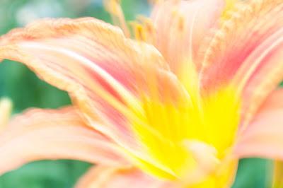 Flowers, long exposure & blurred