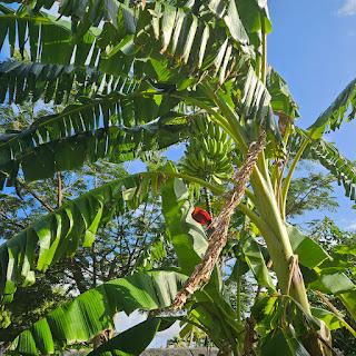Tropical Garden Update - Growing Bananas
