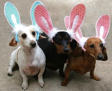 Dogs Dressed as the Easter Bunny