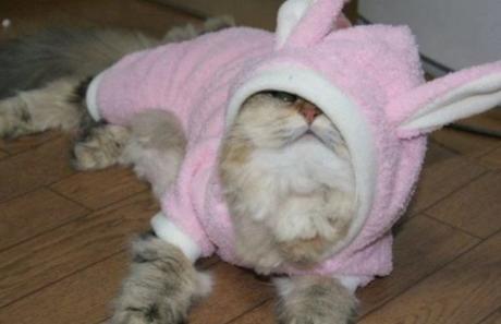 Cat Dressed as the Easter Bunny