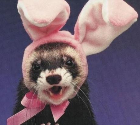 Ferret Dressed as the Easter Bunny