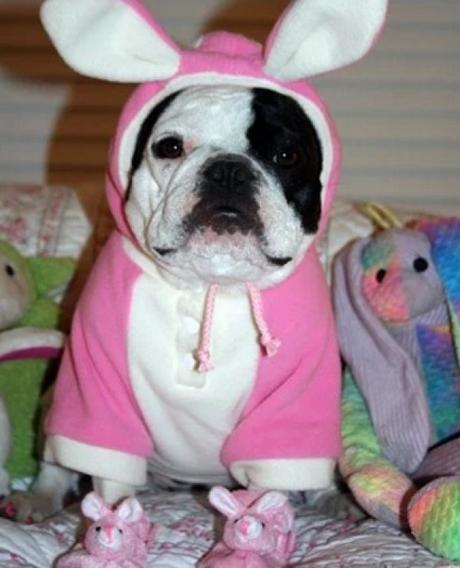 Dog Dressed as the Easter Bunny