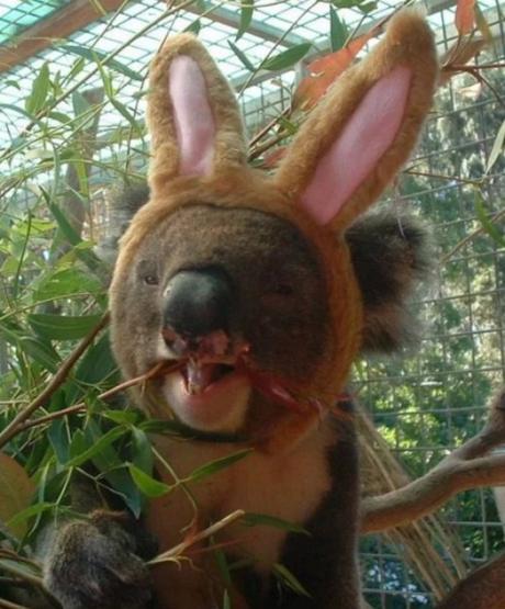 Koala Bear Dressed as the Easter Bunny