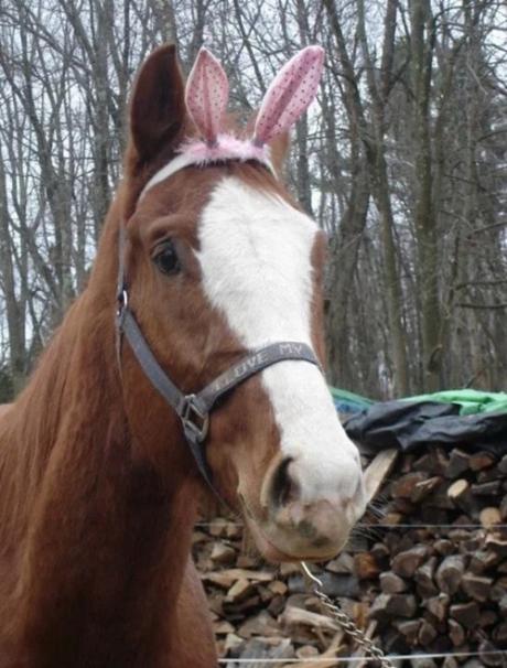 Horse Dressed as the Easter Bunny