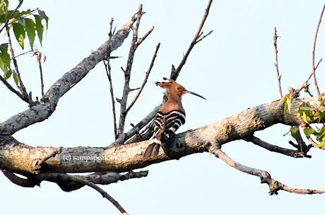கொண்டலாத்தி குருவி ~ National bird of Israel கொண்டலாத்தி குருவி ~ National bird of Israel