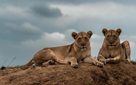 ‘I met lions and elephants on safari, but that wasn’t what scared me most’