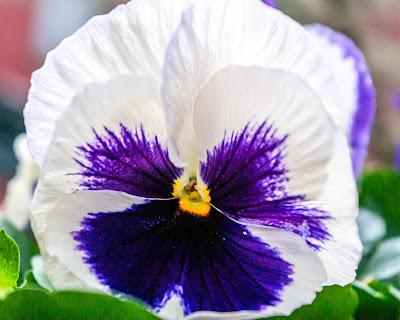 Pansies
