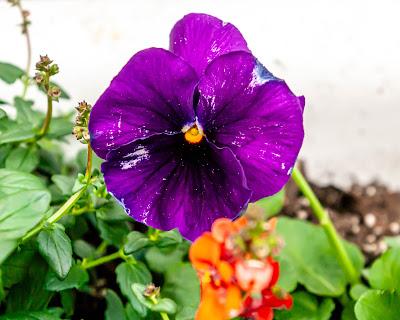 Pansies