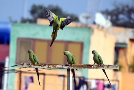 what a waiting ! - what a waiting ! lovely Parrots tell !!