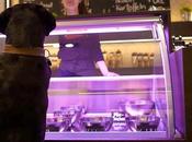 Germany's Restaurant DOGS Serves Dishes Humans!