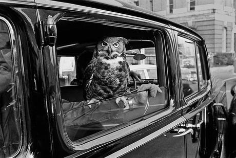Owl travailing in a car