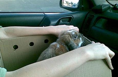 Rabbit travailing in a car