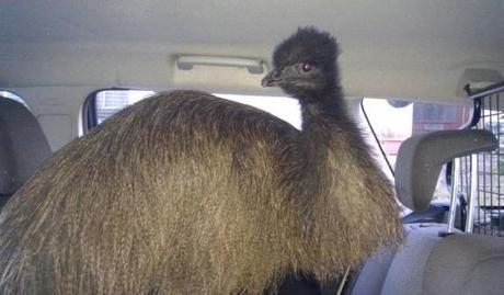 Emu travailing in a car