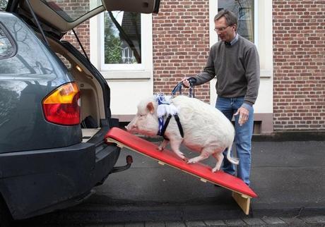 Pig travailing in a car