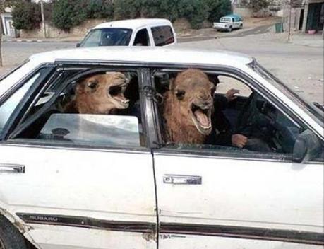 Camel travailing in a car